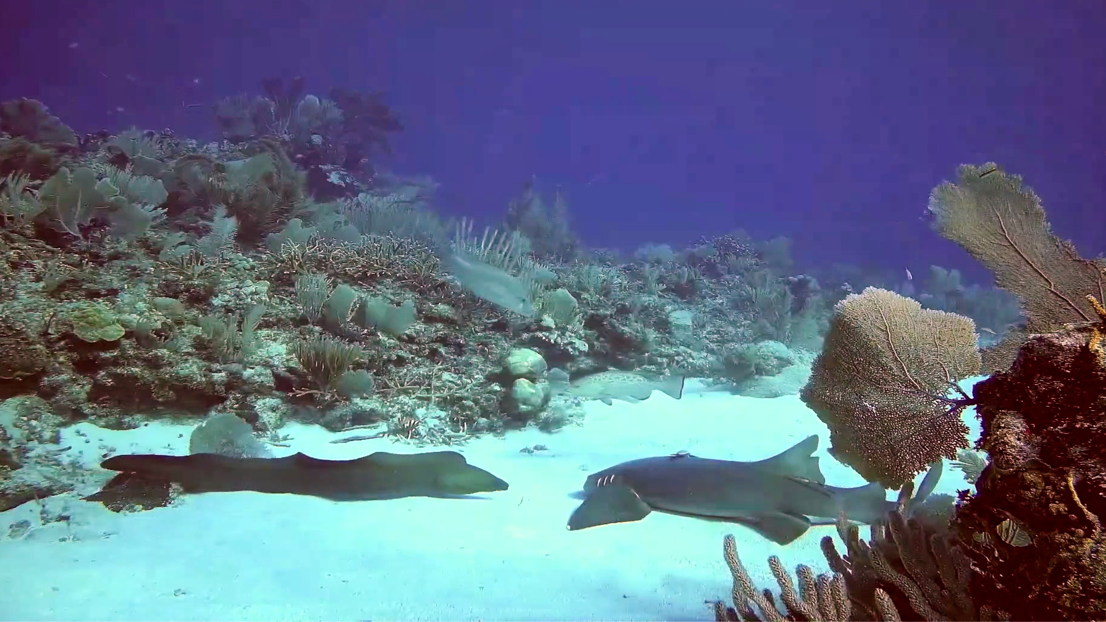 Utopia Village Sandy Channel Underwater Reef Cam