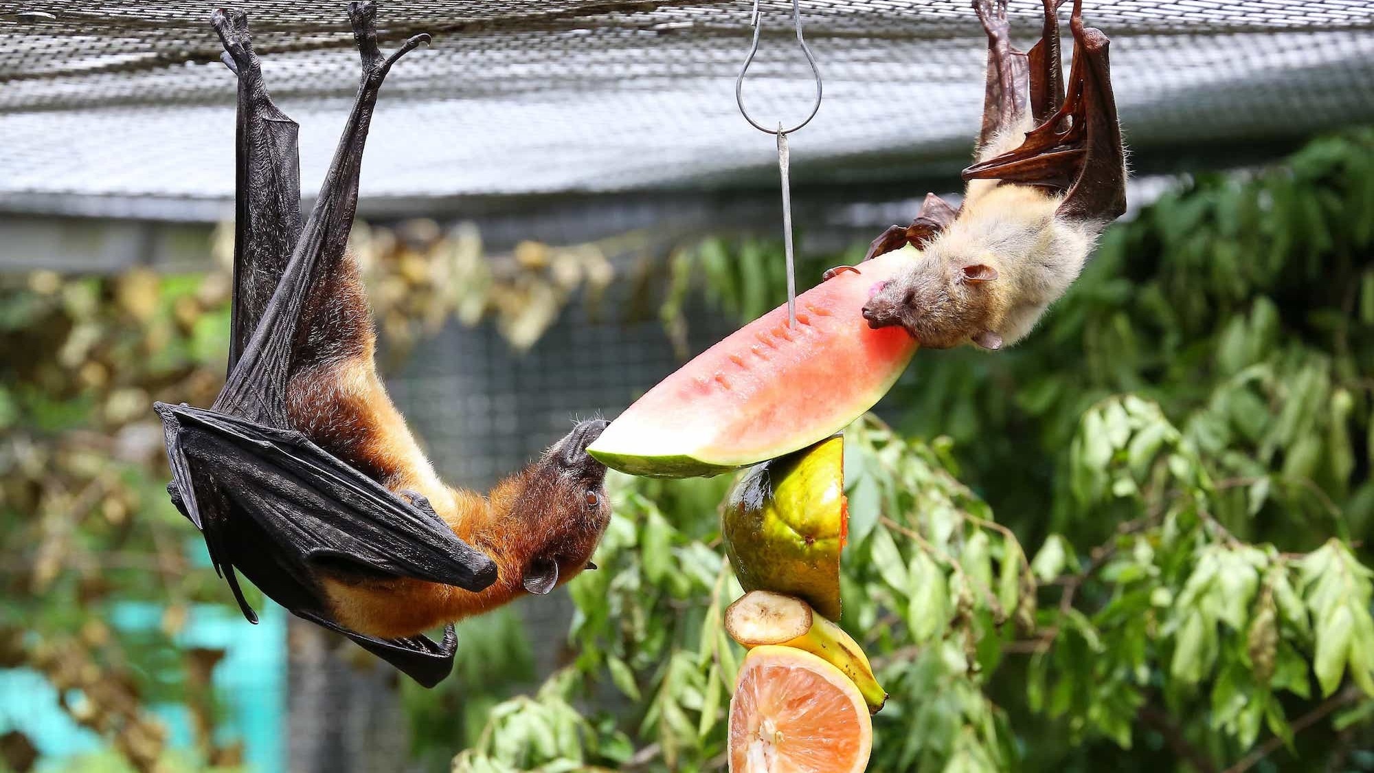 The Mixed Species Flying Fox Cam