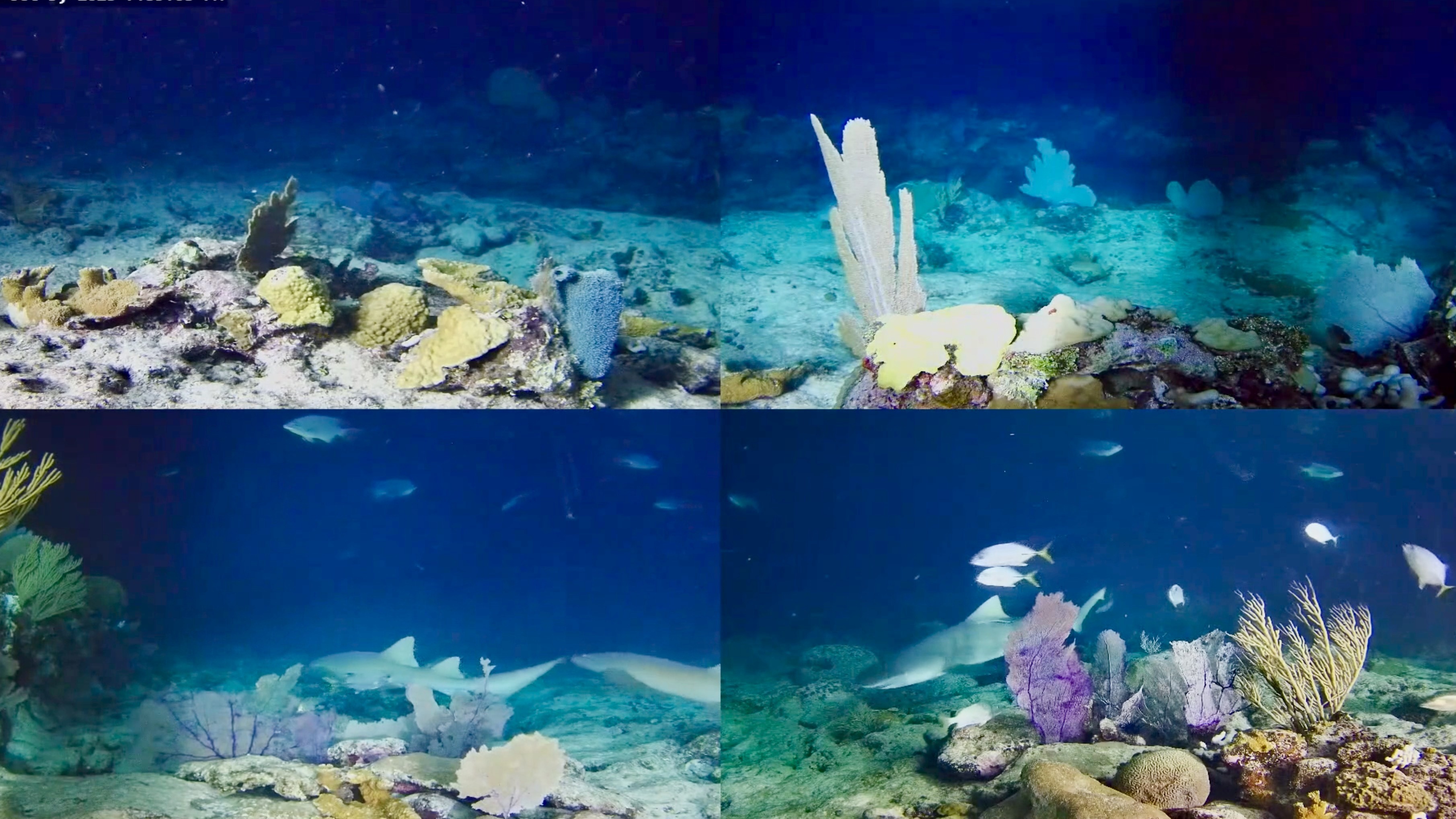 Utopia Village Underwater Reef MultiCams