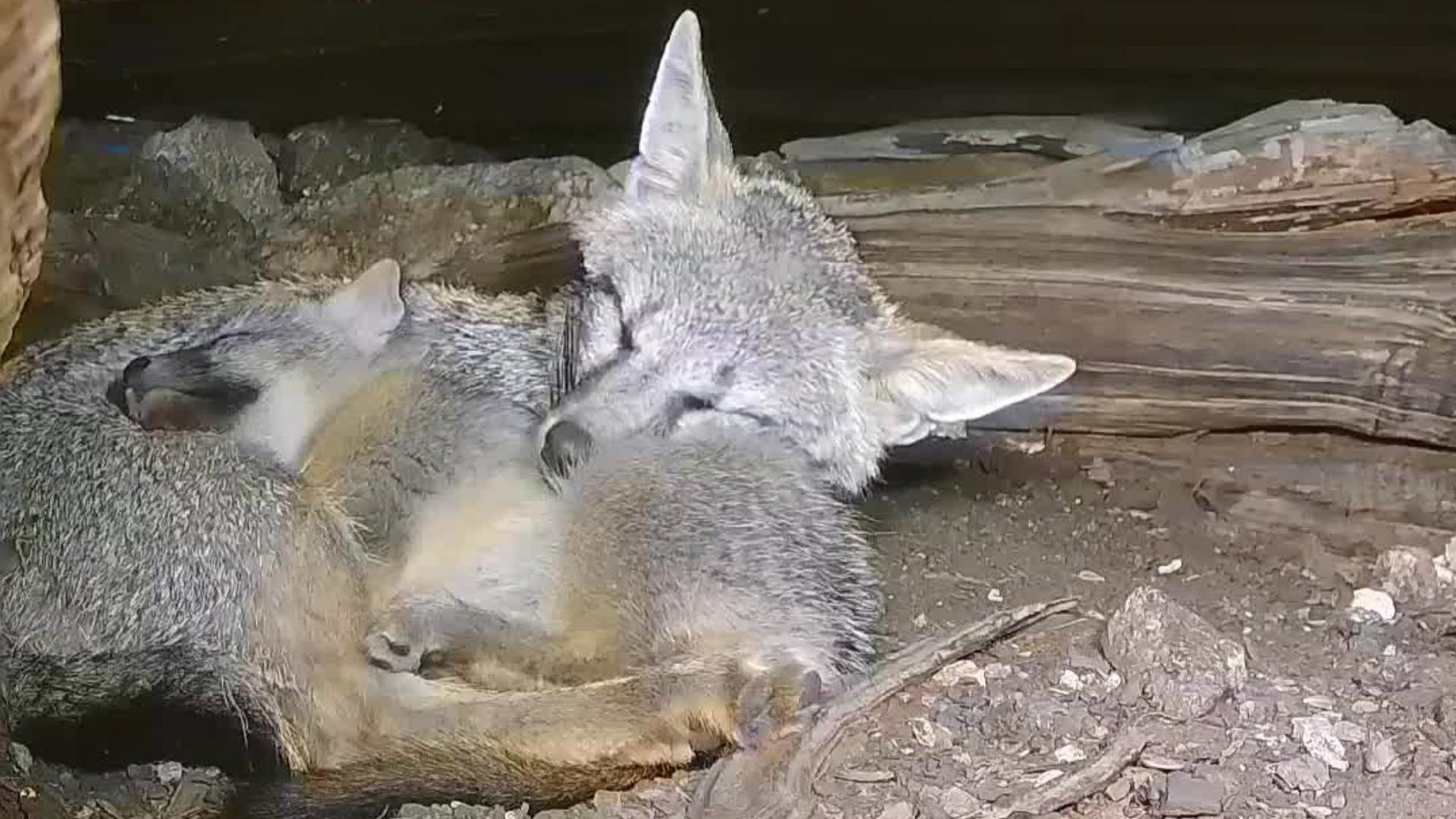 Gray Fox Family