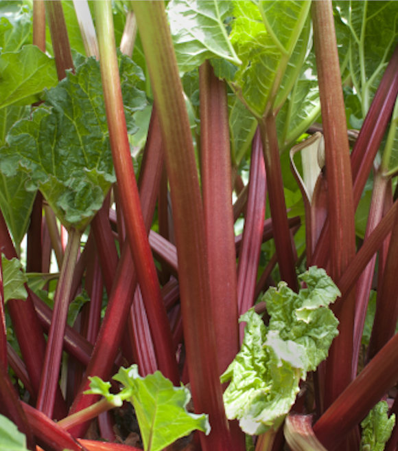 Rhubarb Root Bulb Wilco Farm Stores