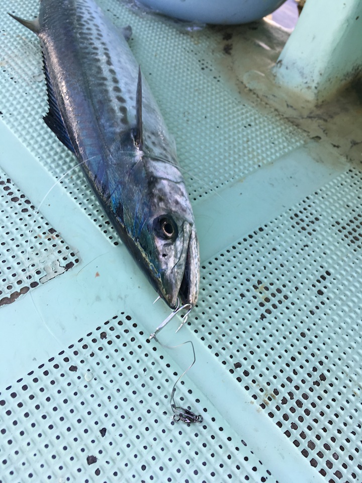 徳島・鳴門海峡でのサワラ釣り【きしょう氏連載 vol.5】 カンパリプラス