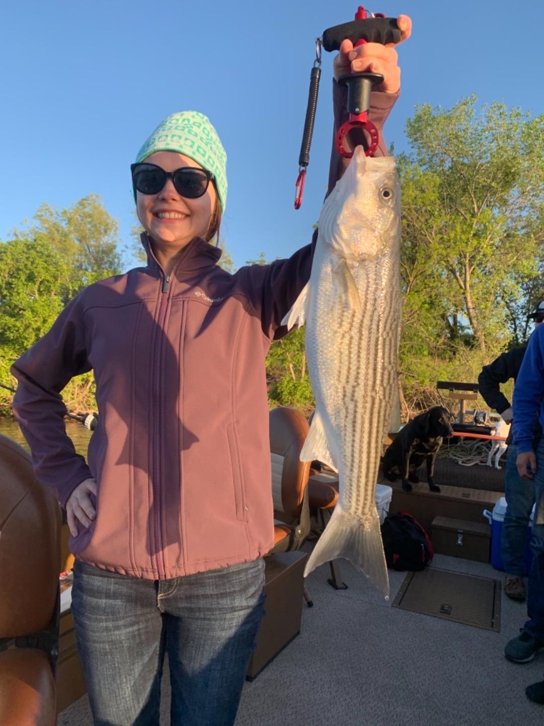 Feather River Fish Report Feather River Feather River striped bass