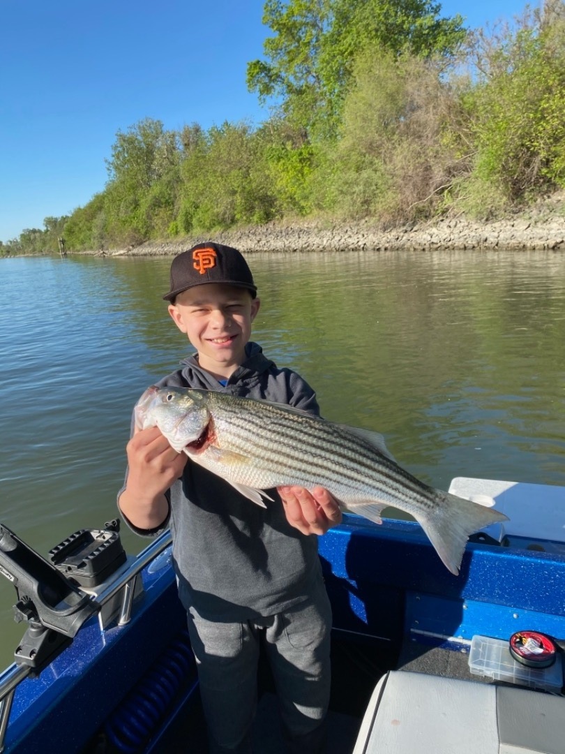 Fishing Colusa Striped Bass Fishing on the Sacramento River