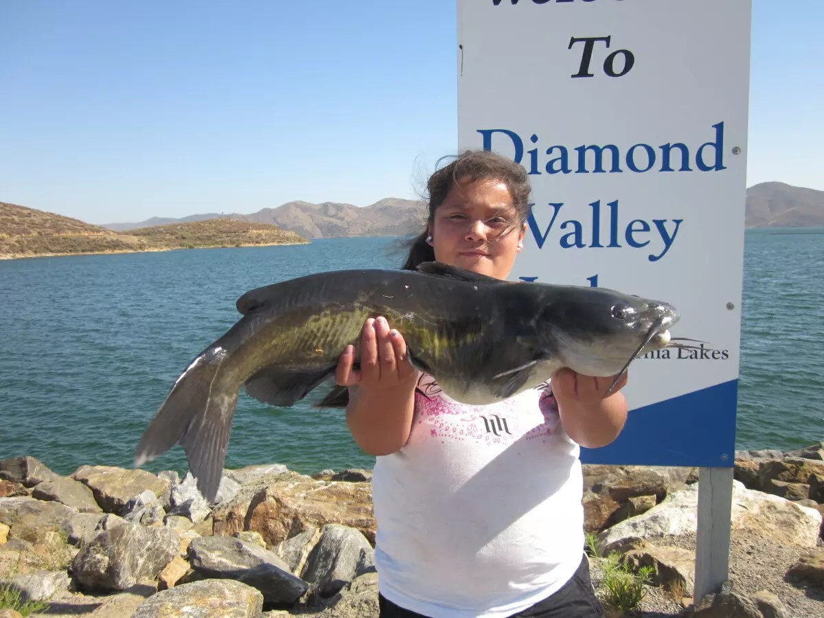 Diamond Valley Lake Fish Report Hemet, CA (Riverside County)