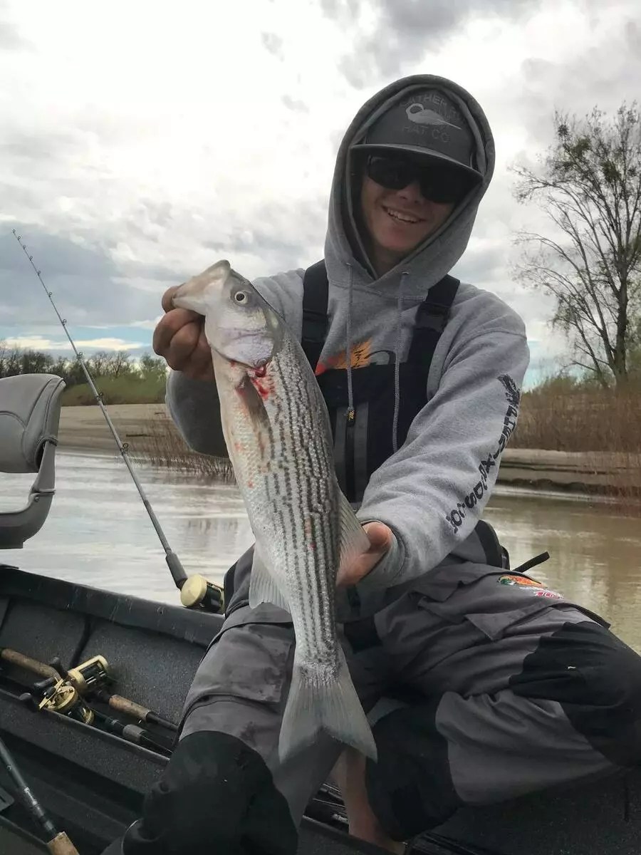 Sacramento River Fish Report Sacramento River Striped Bass Show Up