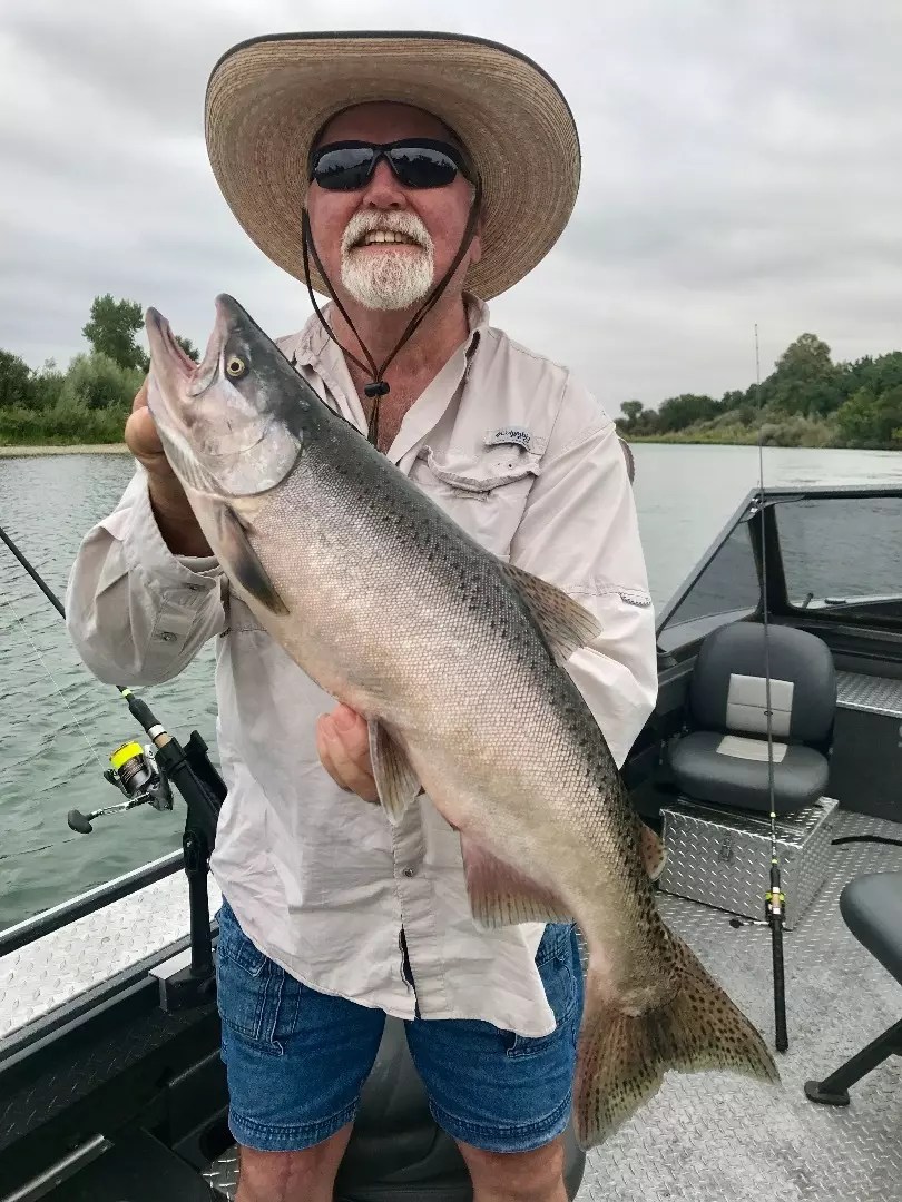 Chinook Salmon Counts by Boat September 14, 2017
