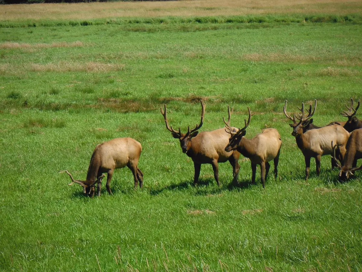 Hunting Cascade Elk Access Issues and Low Odds Persist