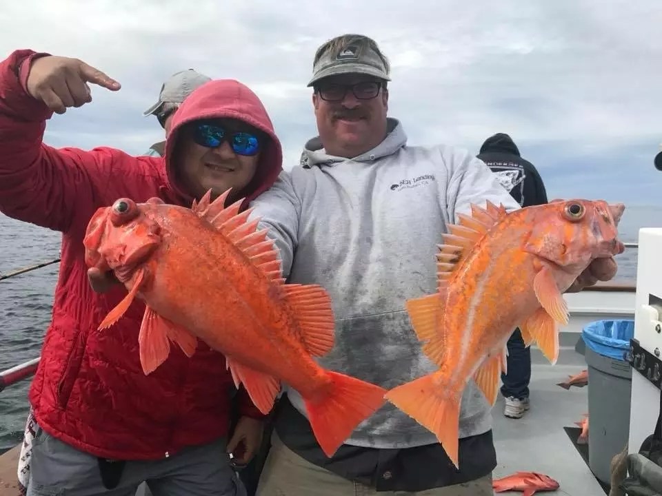 Coral Sea Shallow water Rockfish & Perfect Weather!