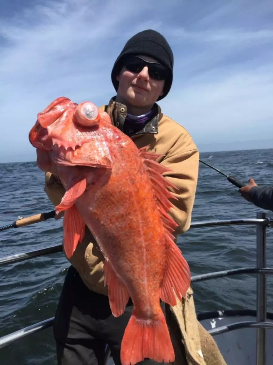 KingFish Fish Report KingFish TigerFish Rockfish April 22, 2018