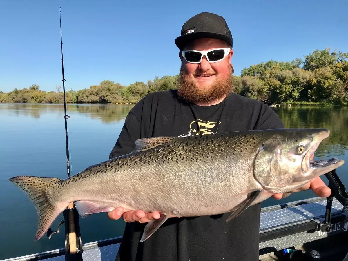 Sacramento River Fish Report Sacramento River Corning king salmon