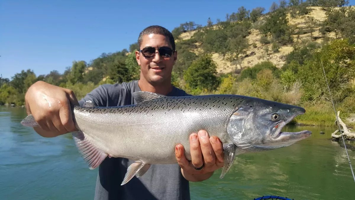 Sacramento River Fish Report CA