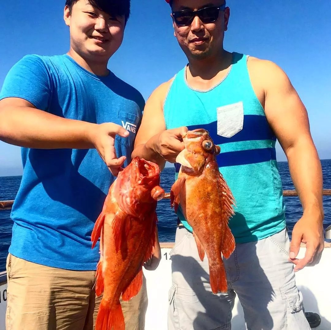 Indian Great Rockfish!!