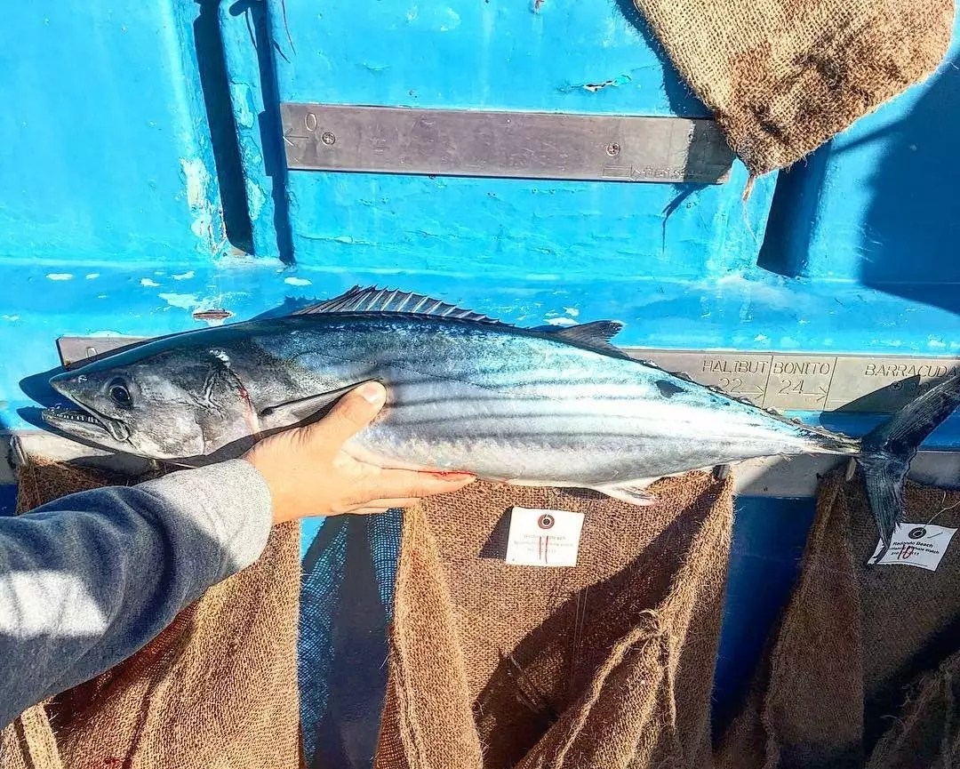 Indian Limits of Bonito!🎣