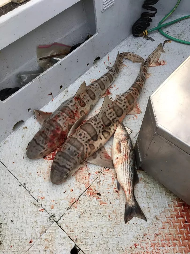 Ms Marin Fish Report Ms Marin San Pablo bay shark and bass