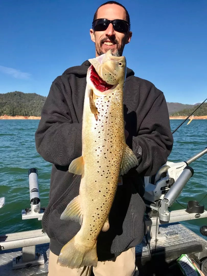 Shasta Lake Fish Report Shasta Lake Shasta Lake Trout Fishing