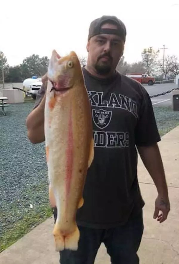 Lake Amador Fish Report Ione, CA (Amador County)