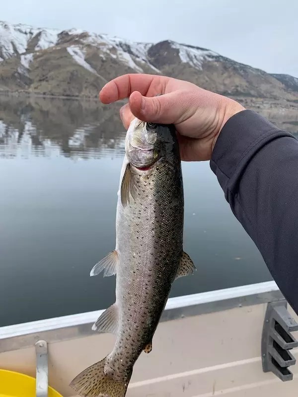 Topaz Lake Fish Reports & Map