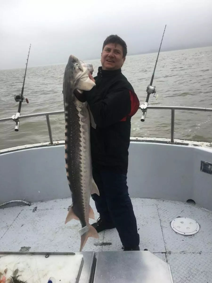 San Pablo Bay Fish Report San Pablo Bay Sturgeon in San Pablo Bay