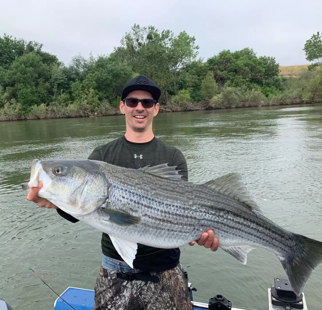 Feather River Fish Report Feather River Monster Striped Bass. May