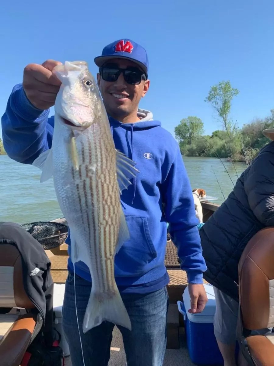 Feather River Fish Report Feather River Feather River striped bass