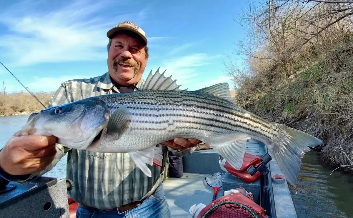 Fishing Striped Bass are biting in Colusa!