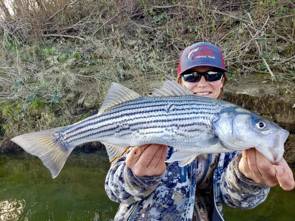 Fishing Colusa Striper Bite Building