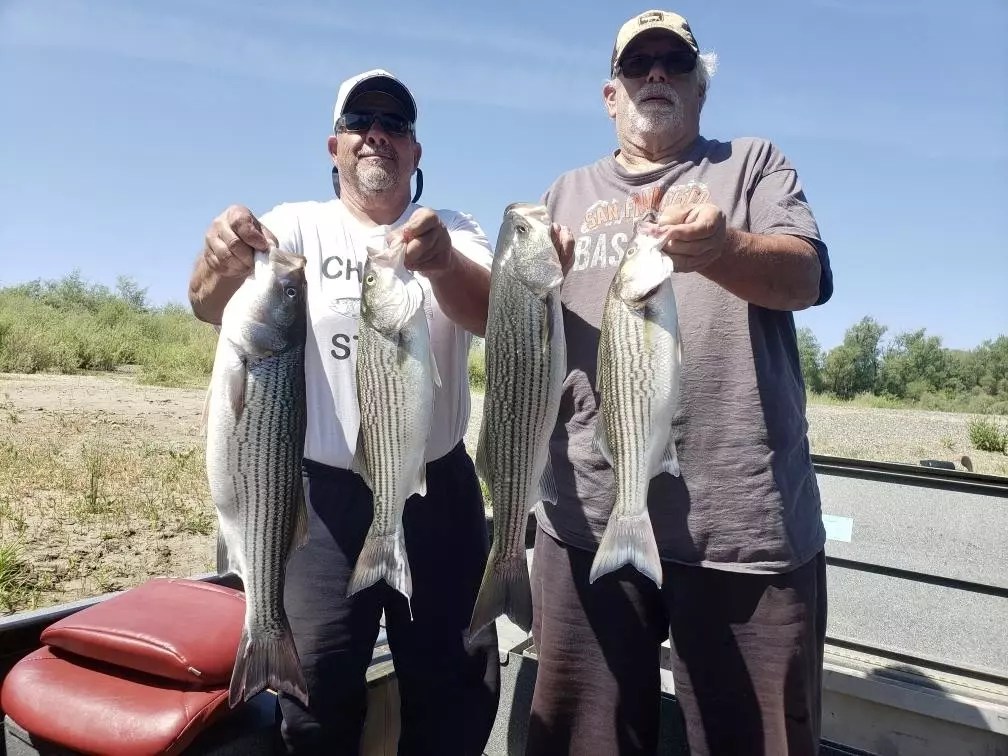 Fishing Still on the Stripers in Colusa!