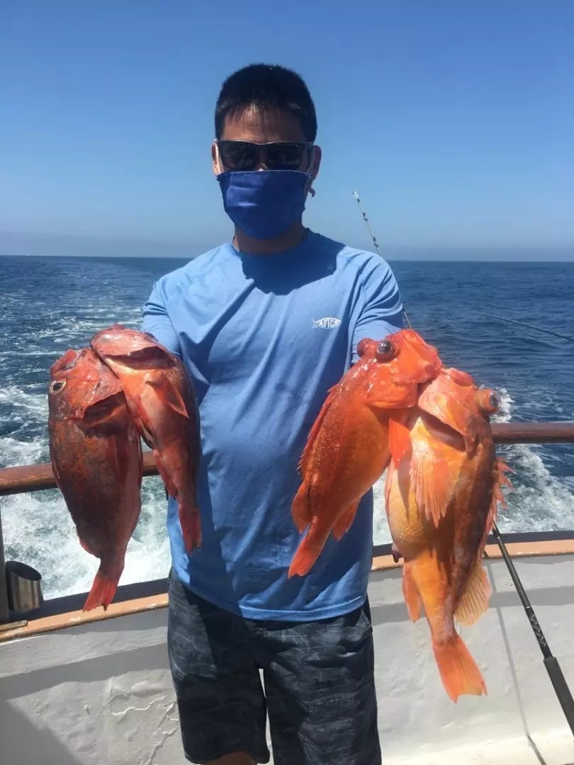 Indian Quality Rockfish