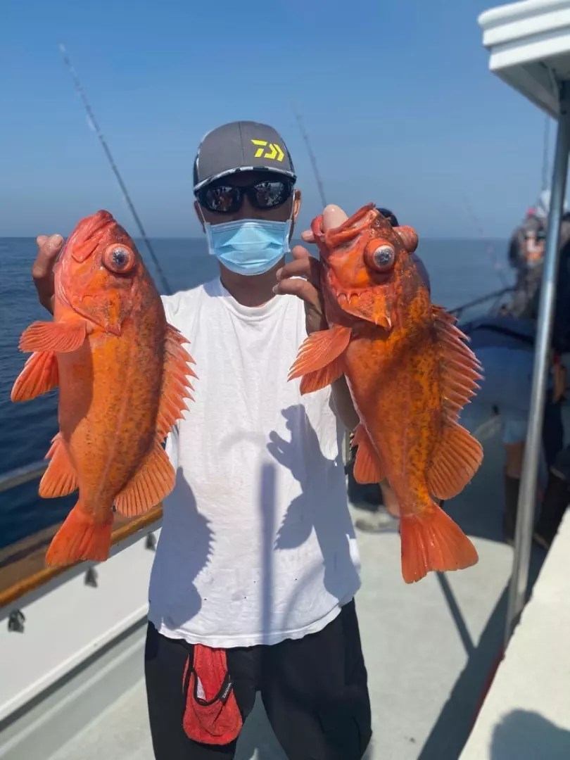 Coral Sea Nice Island Rockfish