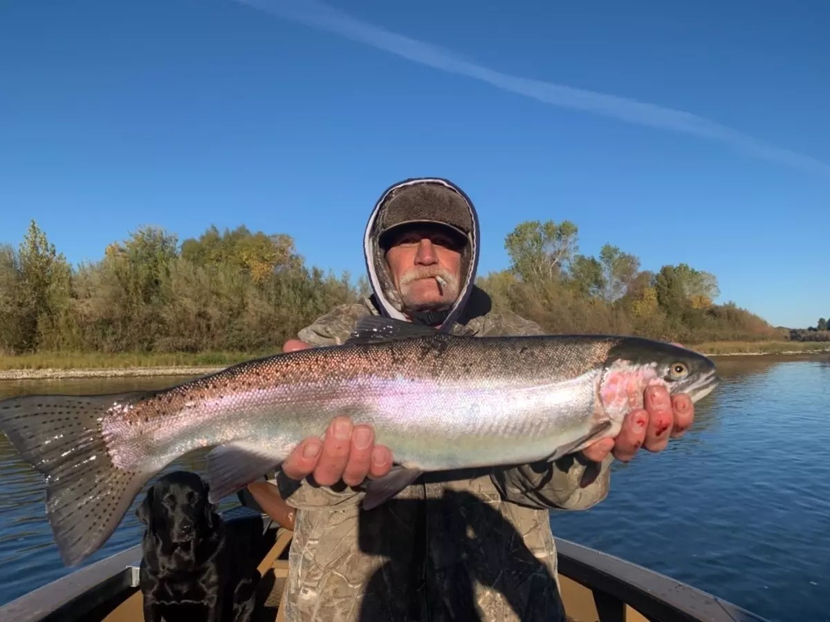 Fishing Steelhead on the Sacramento River