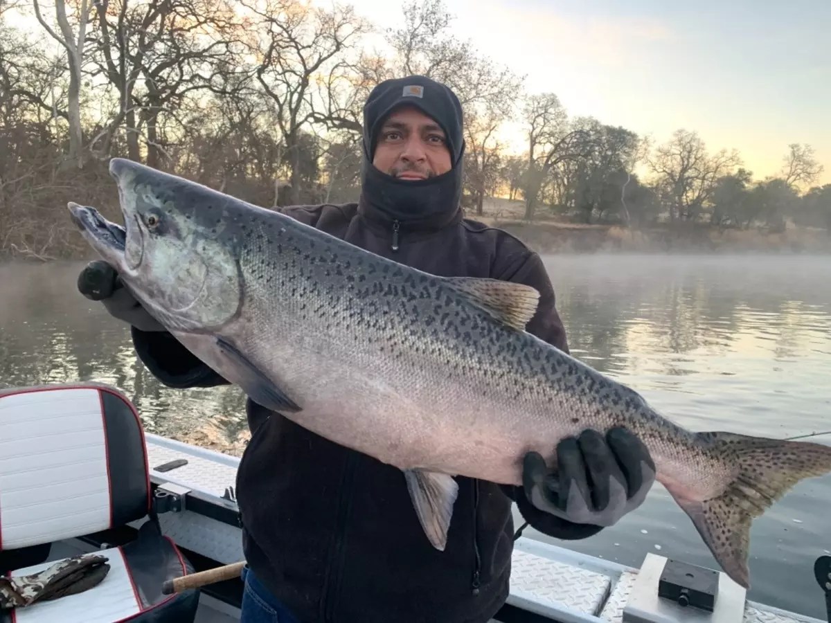 Sacramento River Fish Report Sacramento River December King Salmon