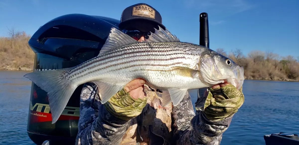 Fishing Sacramento River Striped bass!