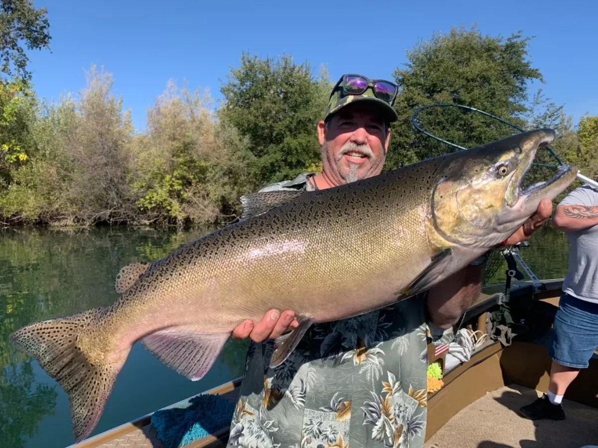 Sacramento River Fish Report Sacramento River King Salmon Fishing