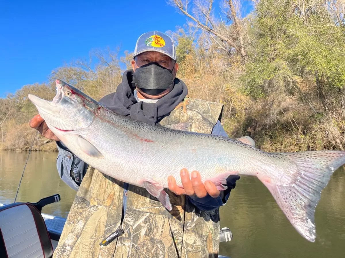Sacramento River Fish Report Sacramento River King Salmon