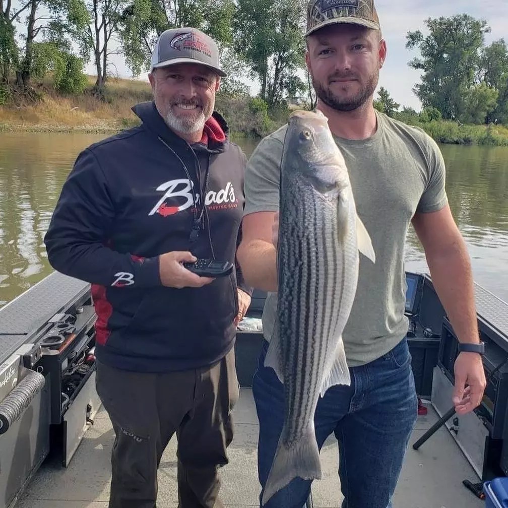 Sacramento River Lower Fish Report Sacramento River Lower Sacramento River Stripers