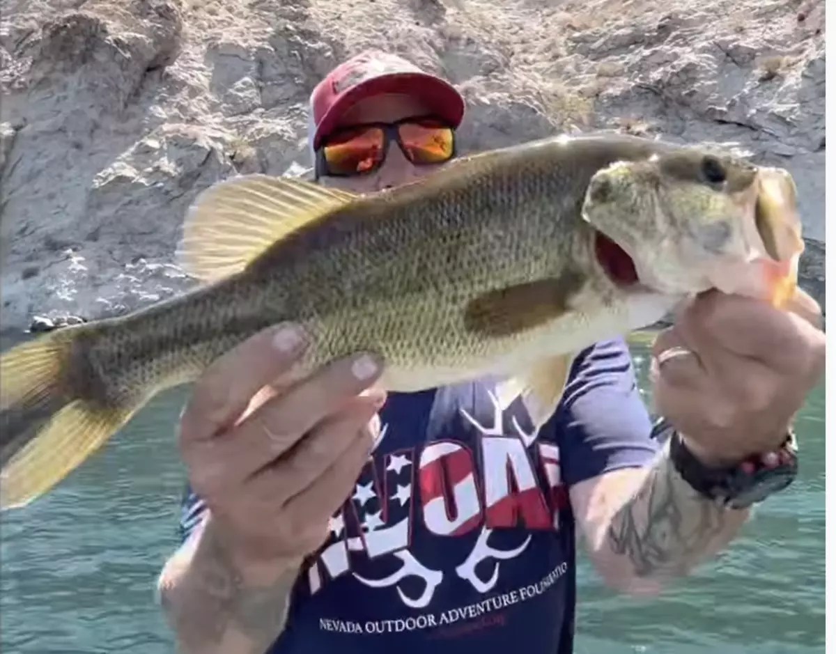 Lake Mohave Fish Report Cottonwood Cove, NV
