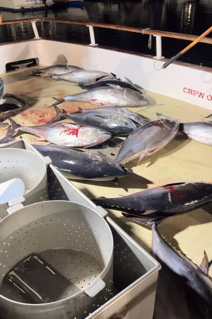 San Diego Fish Reports Seaforth Sportfishing