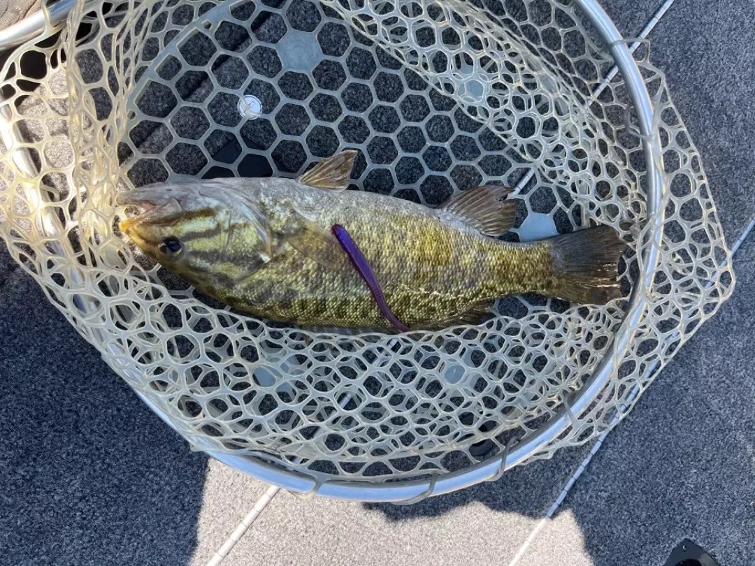 Lake Sonoma Fish Report Lake Sonoma Fishing day April 11, 2024