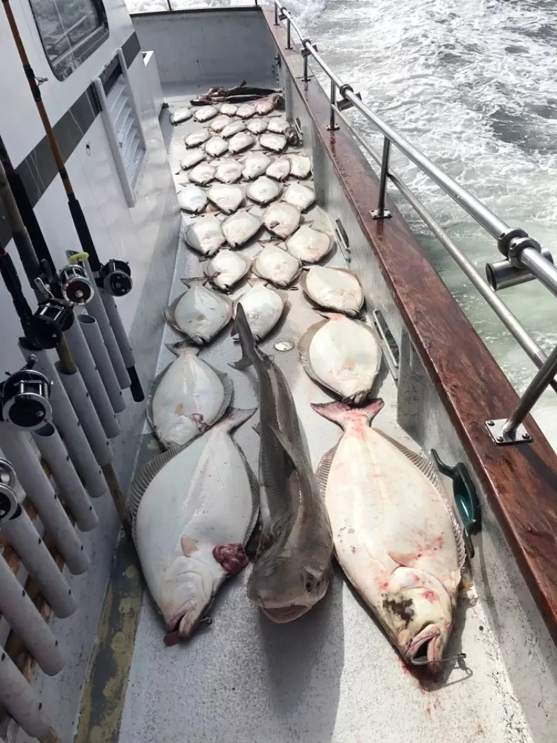 Happy Hooker Fish Report Happy Hooker Live bait halibut August 8
