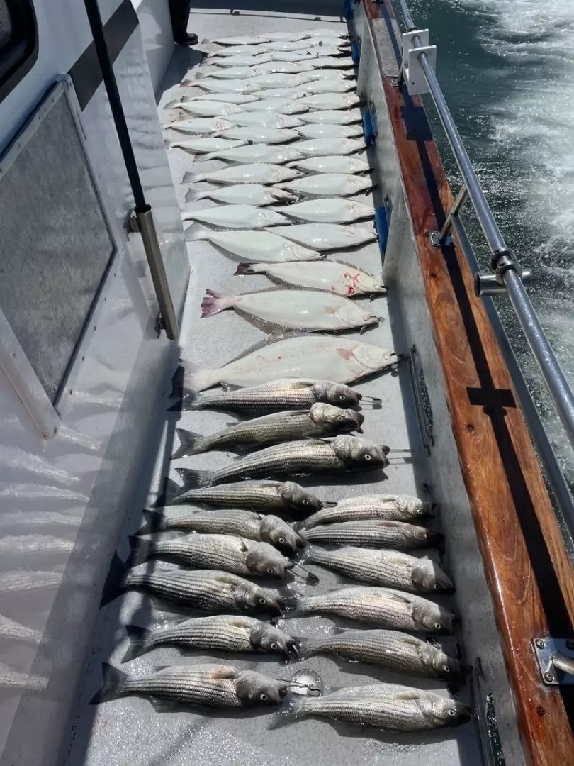 Halibut Limits and Bass 5172023