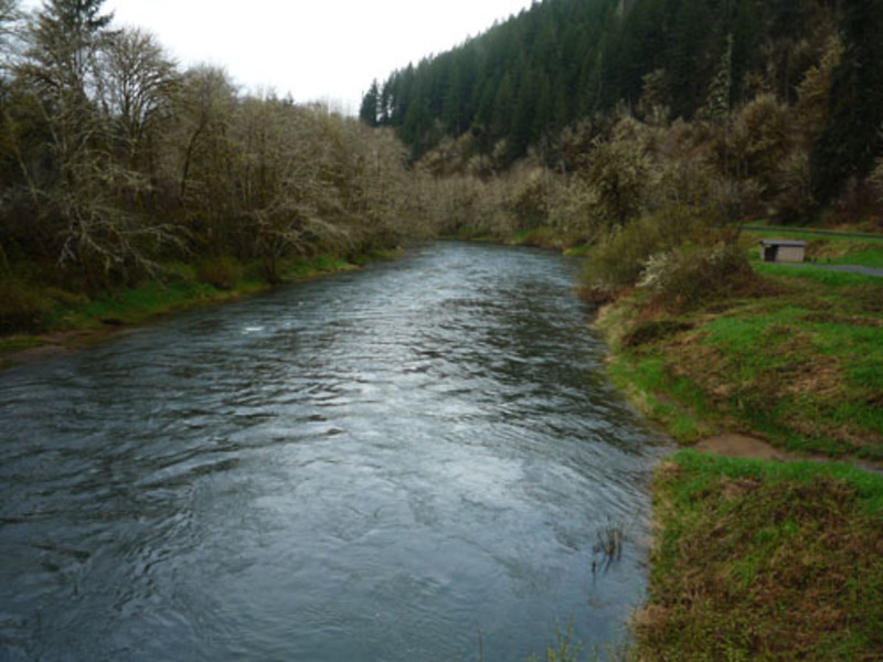 Alsea River Fish Reports & Map