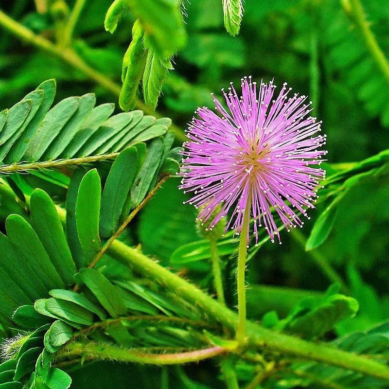 La planta que se mueve Mimosa Sensitiva — Flores Frescas