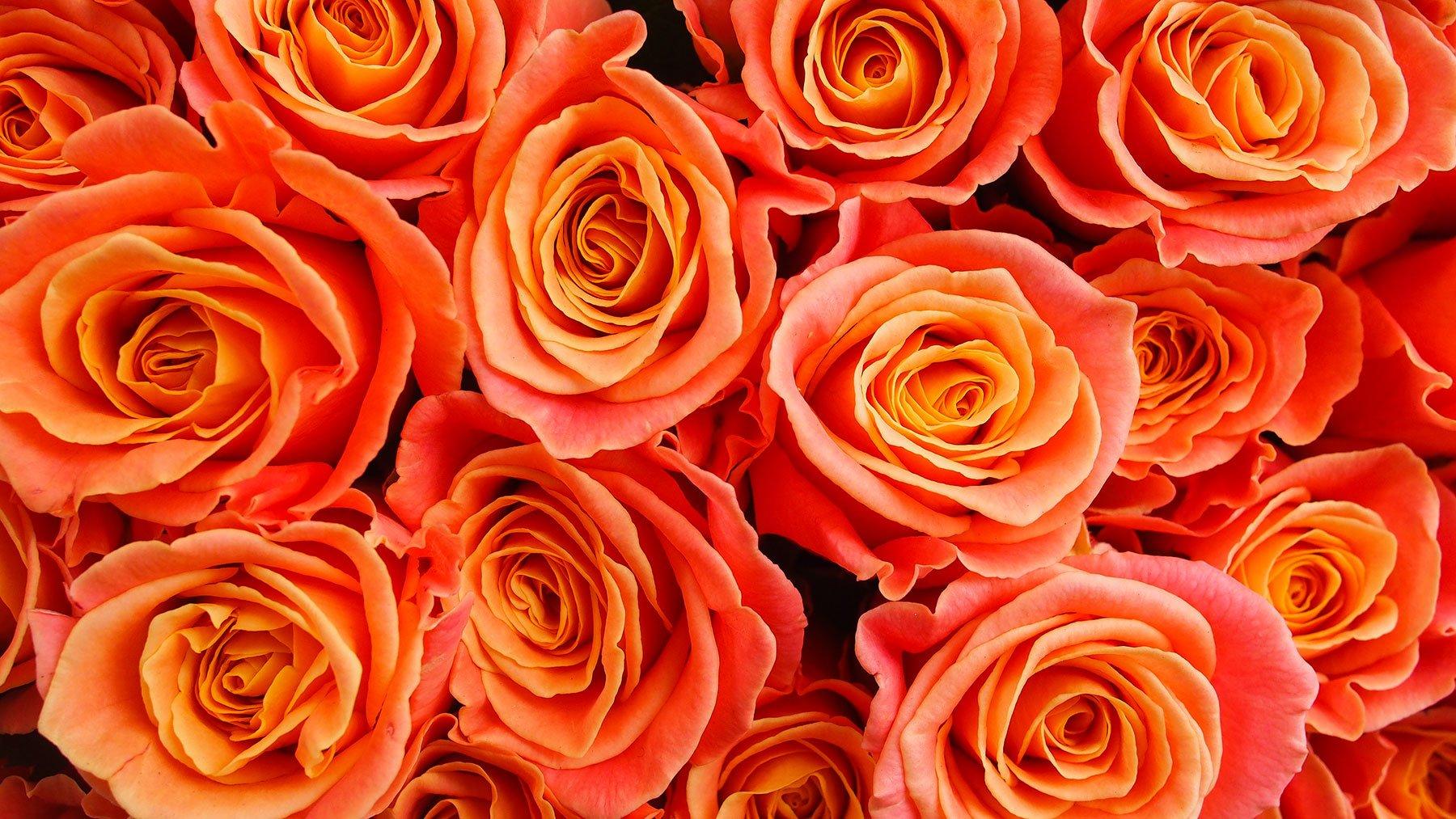 Red Orange Flower Names