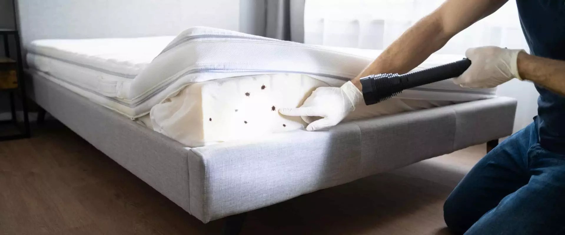 Which insurance company covers bed bugs? Froscen