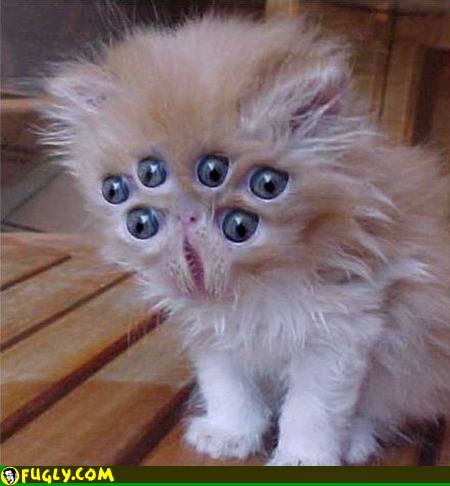 Alien Kitty :: Random Images - Fugly
