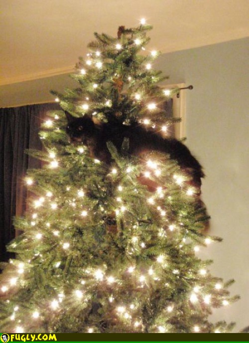 Cat Climbing A Christmas Tree Random Images Fugly