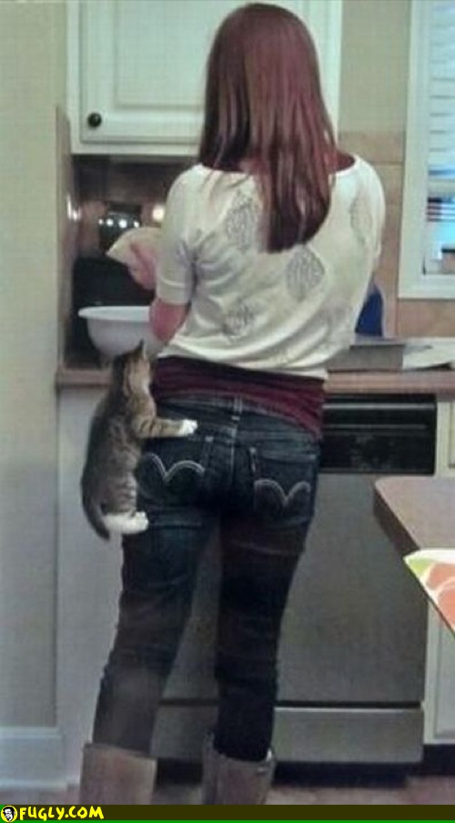 Human Cat Tree Random Images Fugly