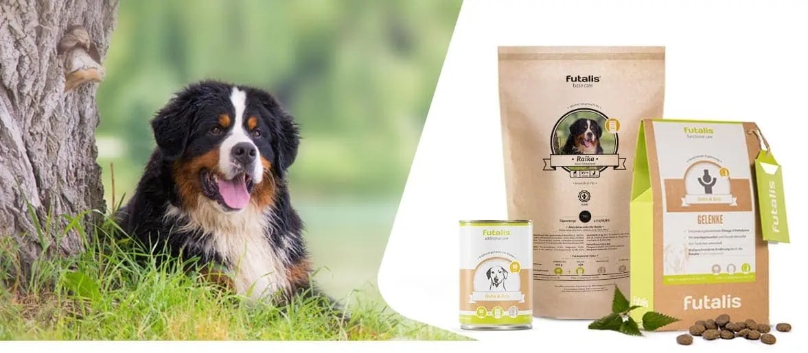 Hund frisst Gras Warum fressen Hunde Gras? » futalis.de