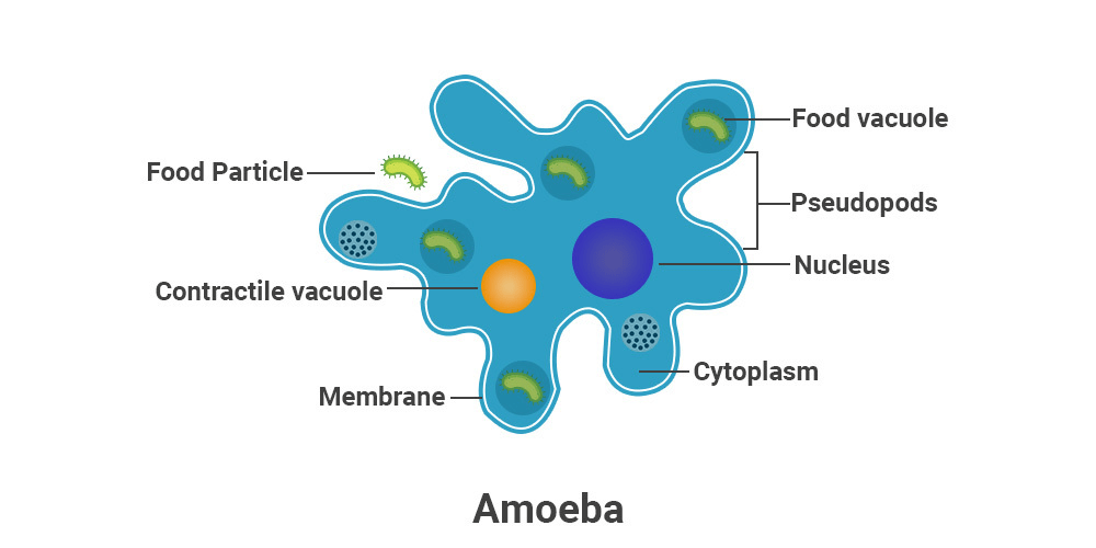 What is Amoeba? Definition, Structure, Classification, Nutrition